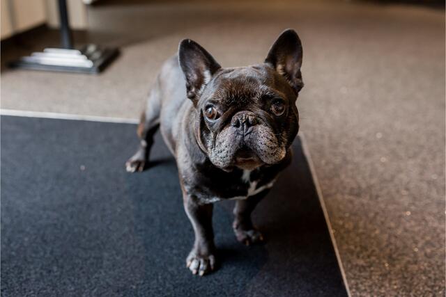 Nissan QASHQAI 1.3 160pk DIG-T Tekna + Panodak, 360 Camera, Leer, 19"LMV, Haak 1500kg